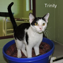 Thumbnail photo of Trinity #1