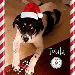 Thumbnail photo of TOULA #2
