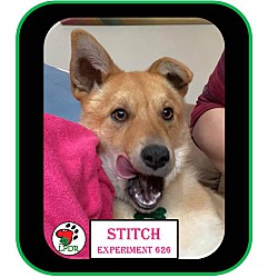Thumbnail photo of ADOPTED! -Stitch #3