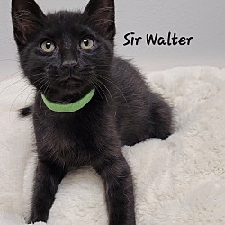 Photo of Sir Walter