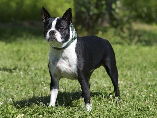 Ile-Perrot, QC - Boston Terrier. Meet Daisy a Pet for Adoption ...