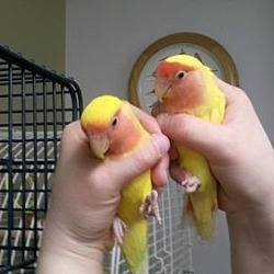 Photo of Love Bird Pair