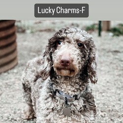 Photo of Lucky Charms - 1906