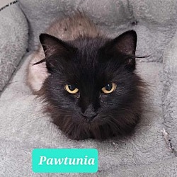 Thumbnail photo of Pawtunia #2