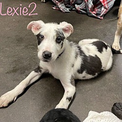 Photo of Lexie 2 in CT