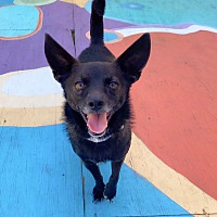 adopt a pet