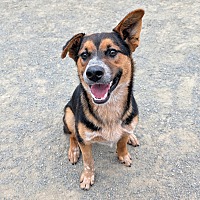 adopt a pet
