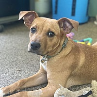 adopt a pet