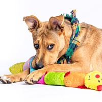 adopt a pet