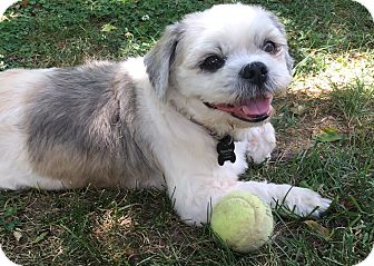 Springfield Mo Shih Tzu Meet Quigley A Pet For Adoption