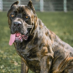 Cane sales corso ga