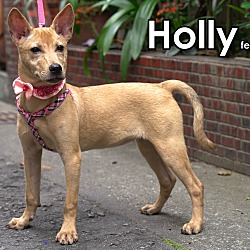 Thumbnail photo of Holly #2