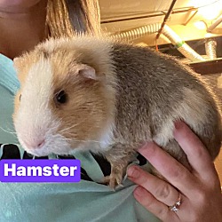 Photo of Hamster