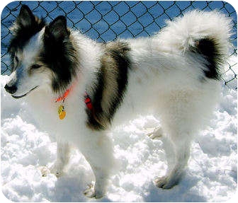 Minneapolis Mn Sheltie Shetland Sheepdog Meet Max A Pet For