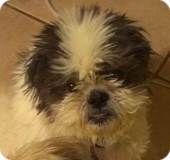 shih tzu rescue denver shih tzu rescue denver