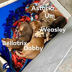 Thumbnail photo of Weasley #2