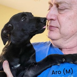 Thumbnail photo of Aro #3