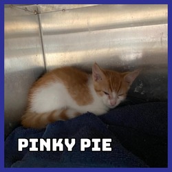 Thumbnail photo of Pinky Pie #2