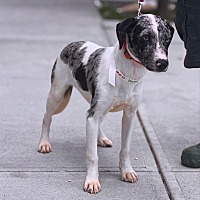 adopt a pet
