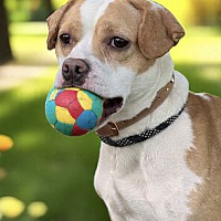 adopt a pet