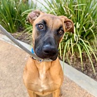 adopt a pet