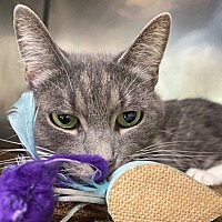 adopt a pet
