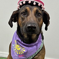 adopt a pet