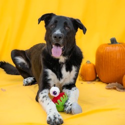 Jax, Great Dane Mixed Breed (Large)