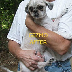 Thumbnail photo of Gizmo #2