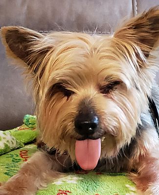 yorkshire terrier junior