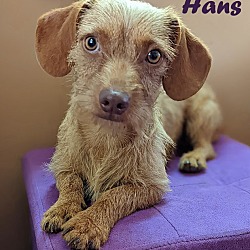 Photo of Hans