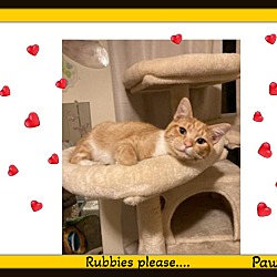 Thumbnail photo of Paws - Rubbies plz. #1