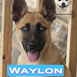 Thumbnail photo of Waylon #1