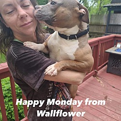 Thumbnail photo of Wallflower #4