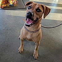 adopt a pet