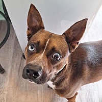adopt a pet
