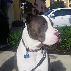 Pleasanton, CA - Pit Bull Terrier/Great Dane. Meet Moose a Pet for ...