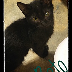 Thumbnail photo of BETO green eyed kitten #1