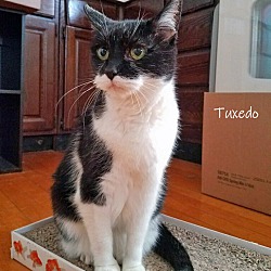 Thumbnail photo of Tuxedo #3