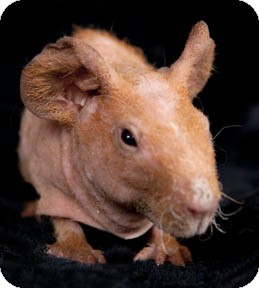 Chicago, IL - Guinea Pig. Meet Hippo a Pet for Adoption.