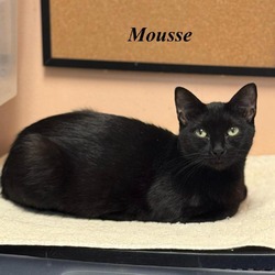 Photo of Mousse