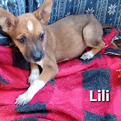 Thumbnail photo of Lili #2