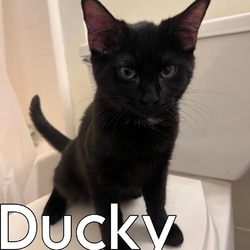 Thumbnail photo of Ducky #1