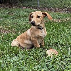 Photo of Fireball - Cuuute Pup!