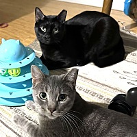 adopt a pet
