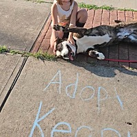 adopt a pet