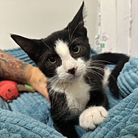 adopt a pet