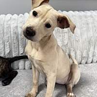 adopt a pet