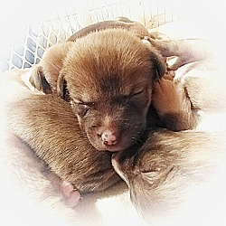 Thumbnail photo of 10 Puppies #3