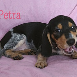 Thumbnail photo of PETRA #3